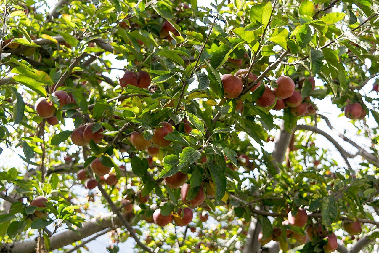 Apple orchards